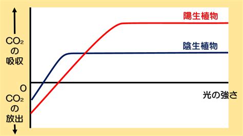 陽樹 陰樹|陽樹・陰樹の光合成速度差の原理的原因 